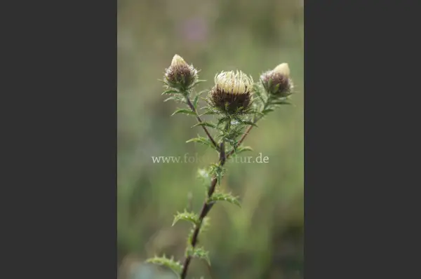 Fokus-Natur Bild