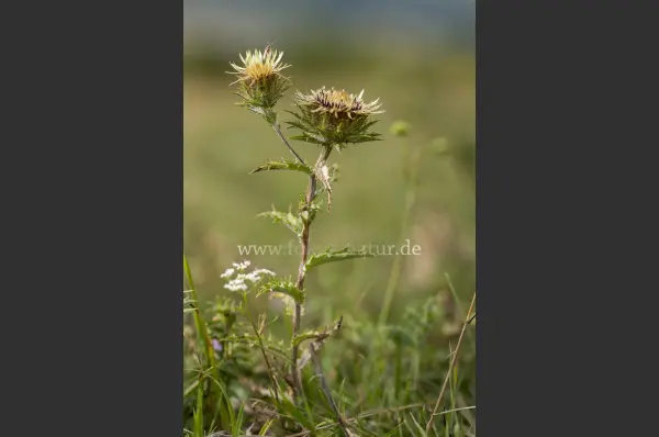 Fokus-Natur Bild