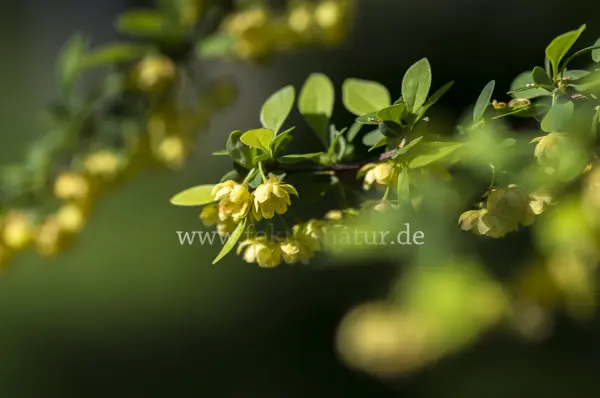 Fokus-Natur Bild