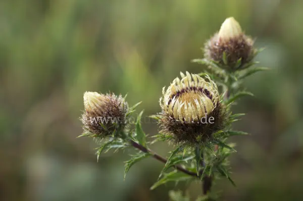 Fokus-Natur Bild