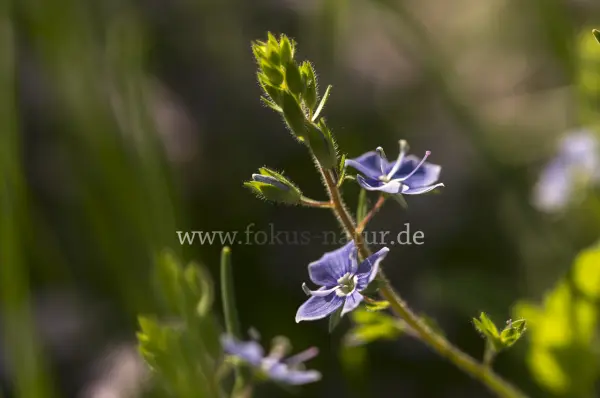 Fokus-Natur Bild