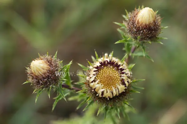 Fokus-Natur Bild