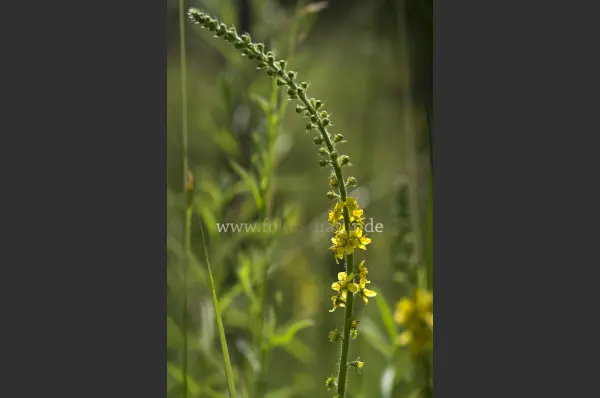 Fokus-Natur Bild