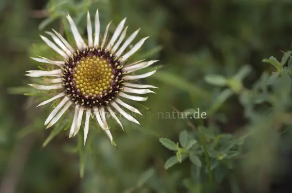 Fokus-Natur Bild
