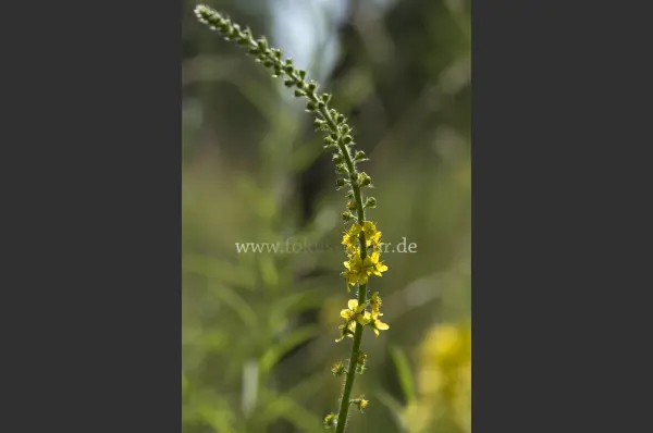 Fokus-Natur Bild