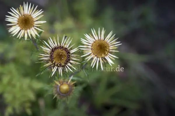 Fokus-Natur Bild