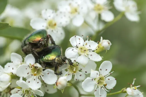 Fokus-Natur Bild