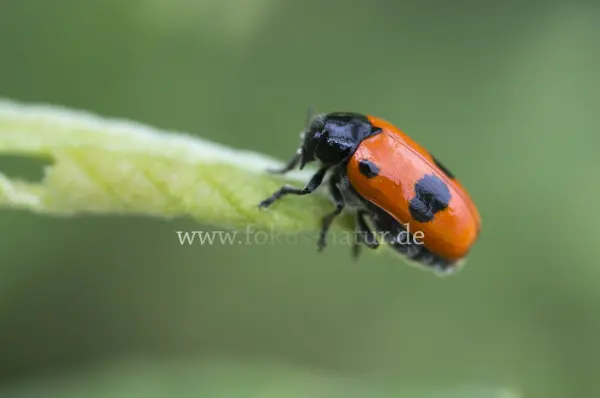 Fokus-Natur Bild