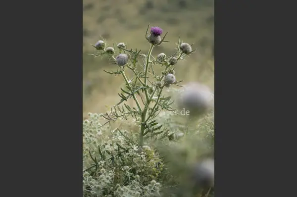 Fokus-Natur Bild