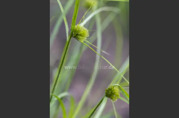 Fokus-Natur Bild