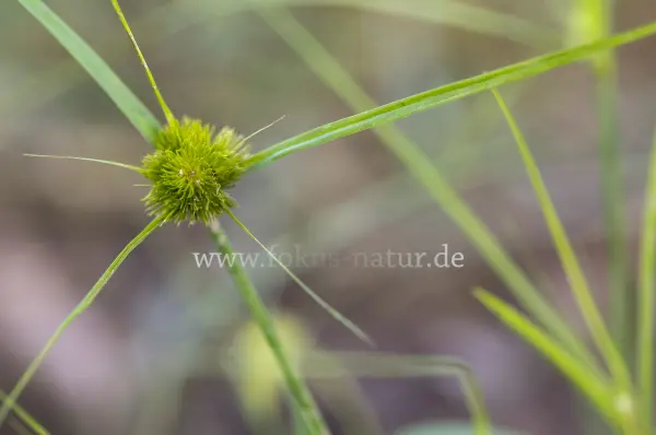 Fokus-Natur Bild