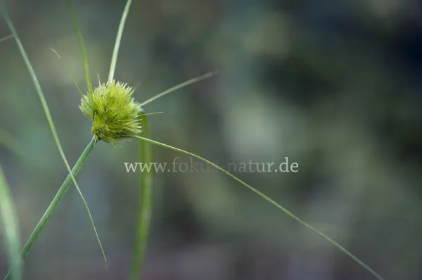 Fokus-Natur Bild