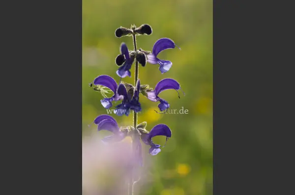 Fokus-Natur Bild
