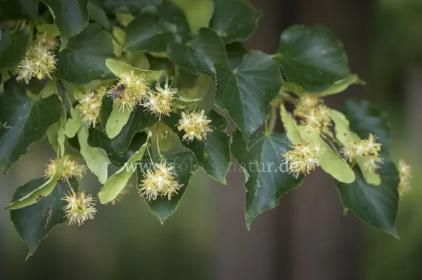 Fokus-Natur Bild