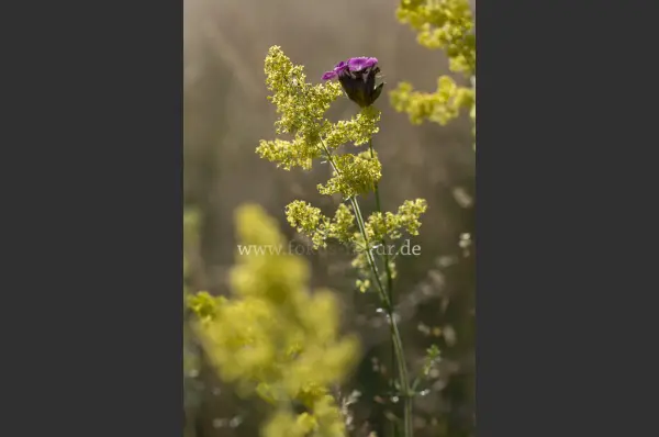 Fokus-Natur Bild