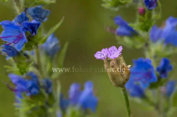 Fokus-Natur Bild