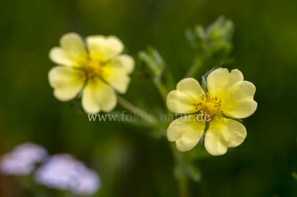 Fokus-Natur Bild