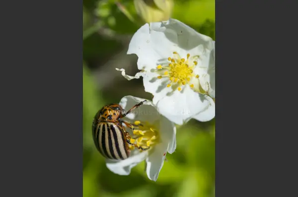 Fokus-Natur Bild