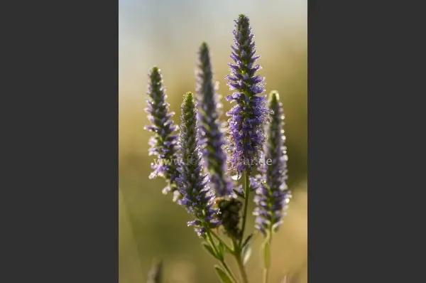 Fokus-Natur Bild