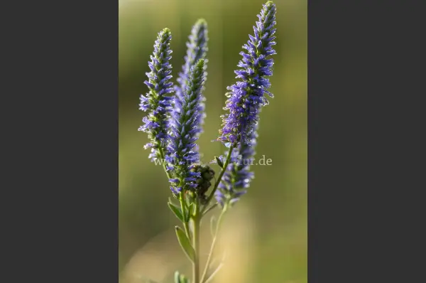 Fokus-Natur Bild