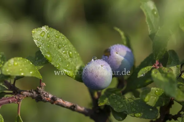 Fokus-Natur Bild