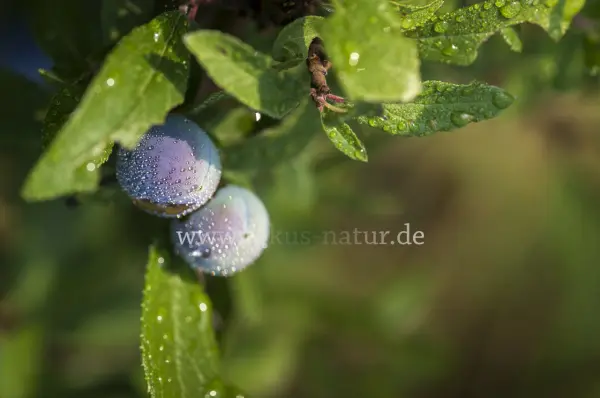 Fokus-Natur Bild