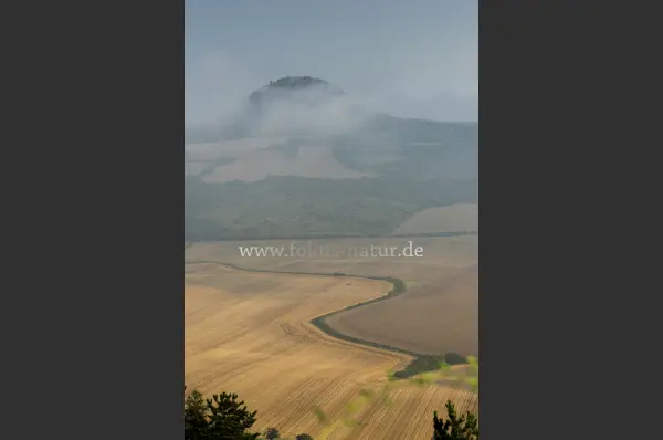 Fokus-Natur Bild