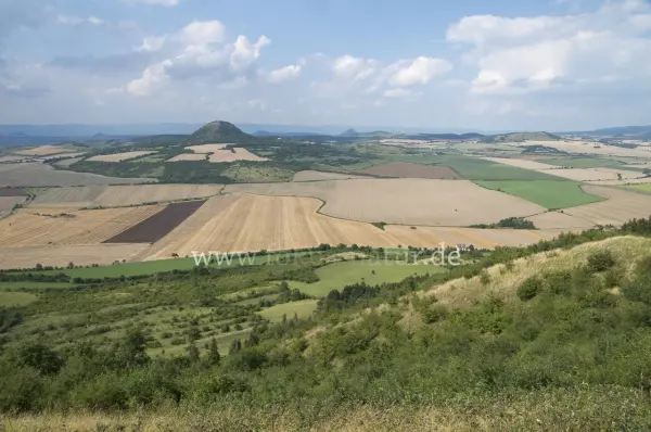 Fokus-Natur Bild