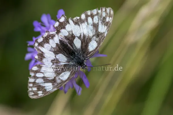Fokus-Natur Bild