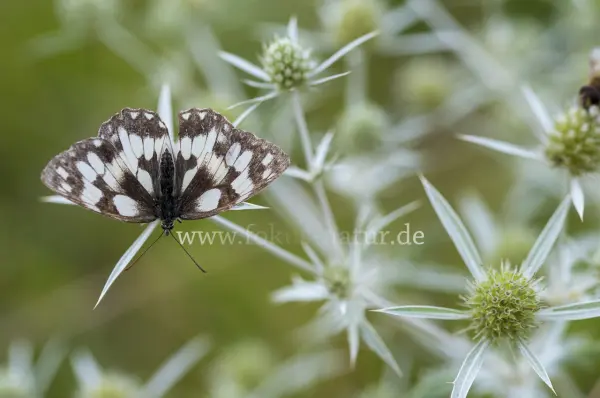 Fokus-Natur Bild