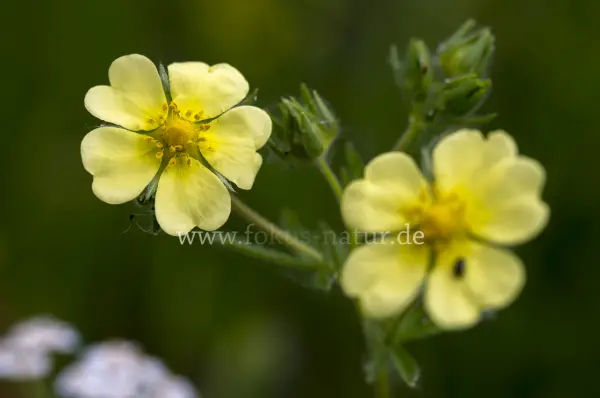 Fokus-Natur Bild