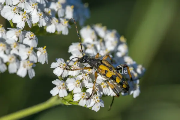 Fokus-Natur Bild