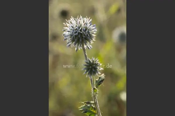 Fokus-Natur Bild