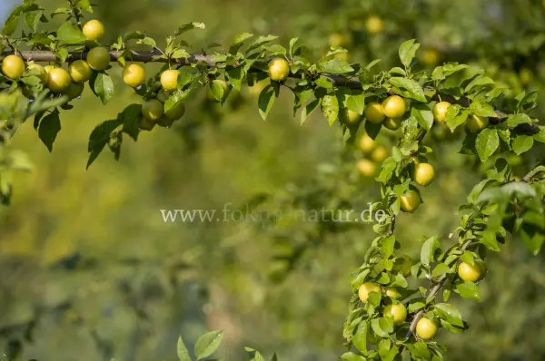 Fokus-Natur Bild