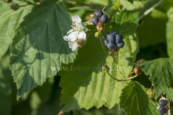 Fokus-Natur Bild