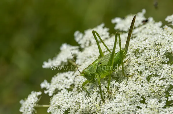 Fokus-Natur Bild