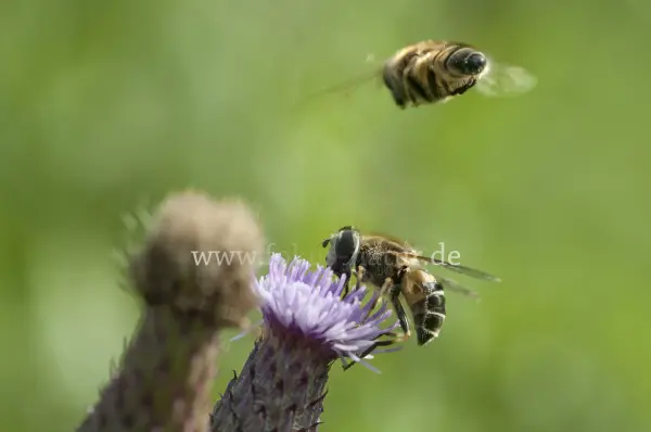 Fokus-Natur Bild