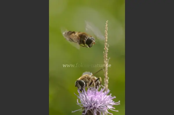 Fokus-Natur Bild