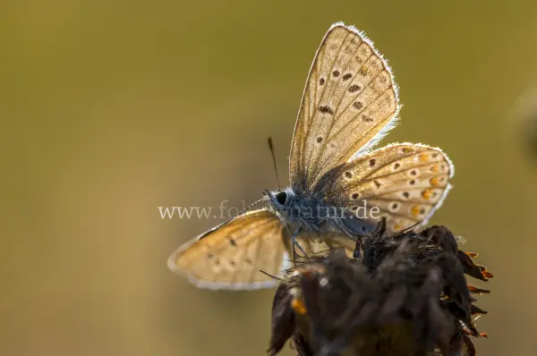 Fokus-Natur Bild