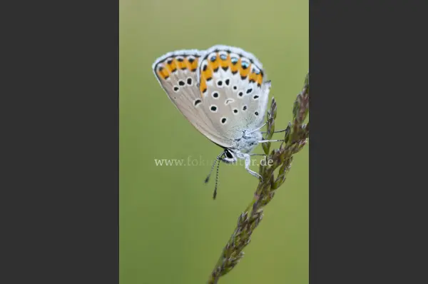 Fokus-Natur Bild