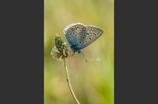 Fokus-Natur Bild