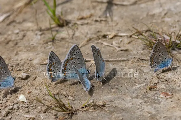 Fokus-Natur Bild