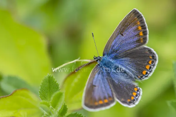 Fokus-Natur Bild