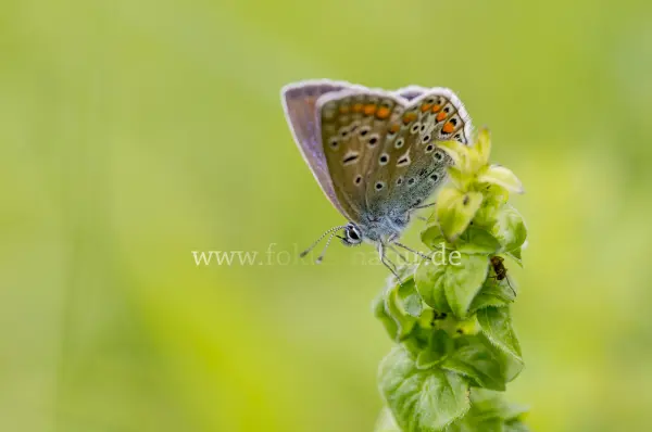 Fokus-Natur Bild