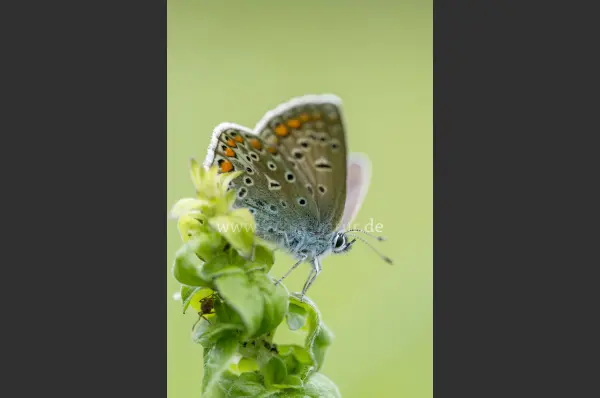 Fokus-Natur Bild