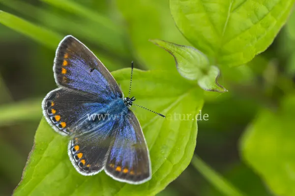 Fokus-Natur Bild