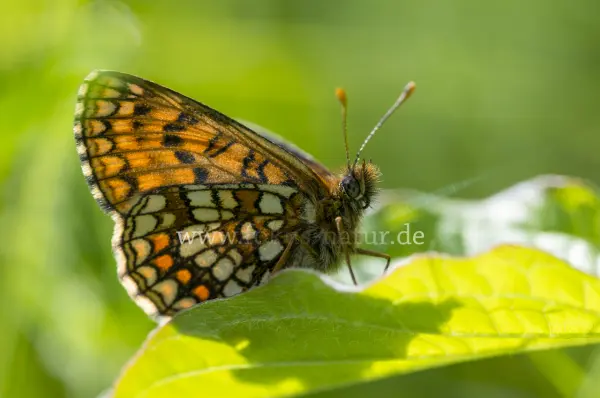 Fokus-Natur Bild