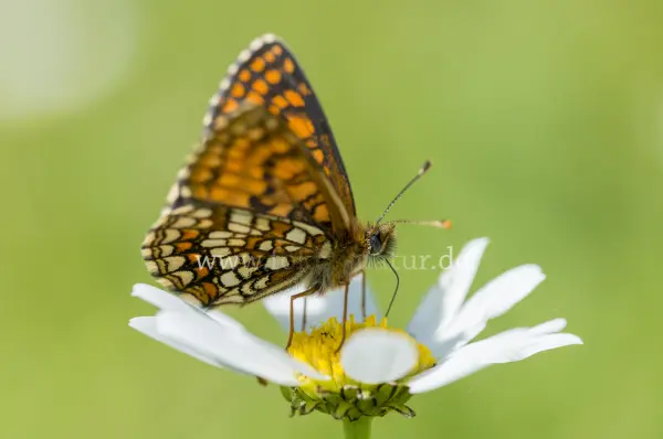 Fokus-Natur Bild