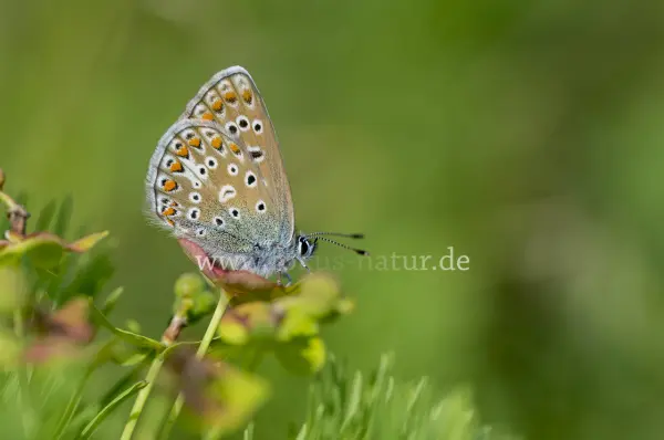 Fokus-Natur Bild