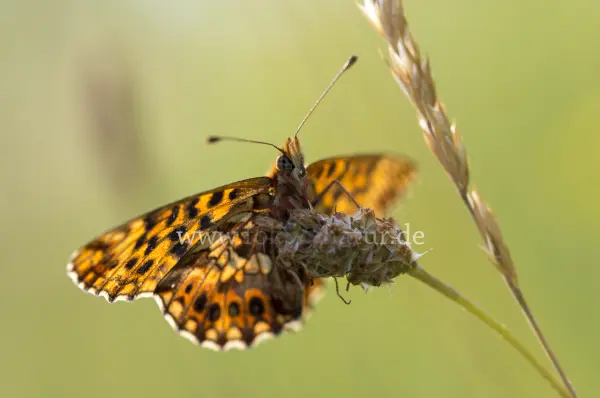 Fokus-Natur Bild